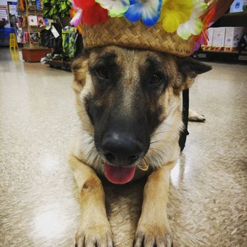 Tyra’s 4 Paws K-9s - Pet Training Near Me