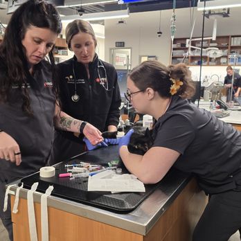Veterinary Emergency Group - Staff administering anesthesia - Emergency Pet Hospital Near Me - San Ramon, California