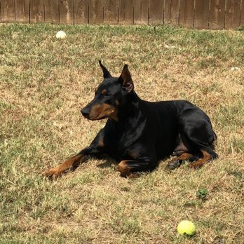 The Darling Dog Pet Salon - Pet Sitting Near Me - Allen, Texas The Darling Dog Pet Salon - Pet Sitting Near Me - Allen, Texas