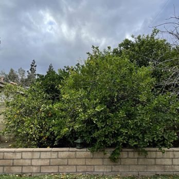Premier Tree Experts - Before - Tree Services Near Me - Orange, California
