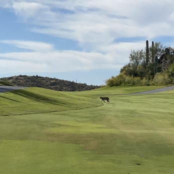 The Club at Starr Pass - A bobcat crossing the fairway..! - Golf Near Me - Tucson, Arizona The Club at Starr Pass - A bobcat crossing the fairway..! - Golf Near Me - Tucson, Arizona