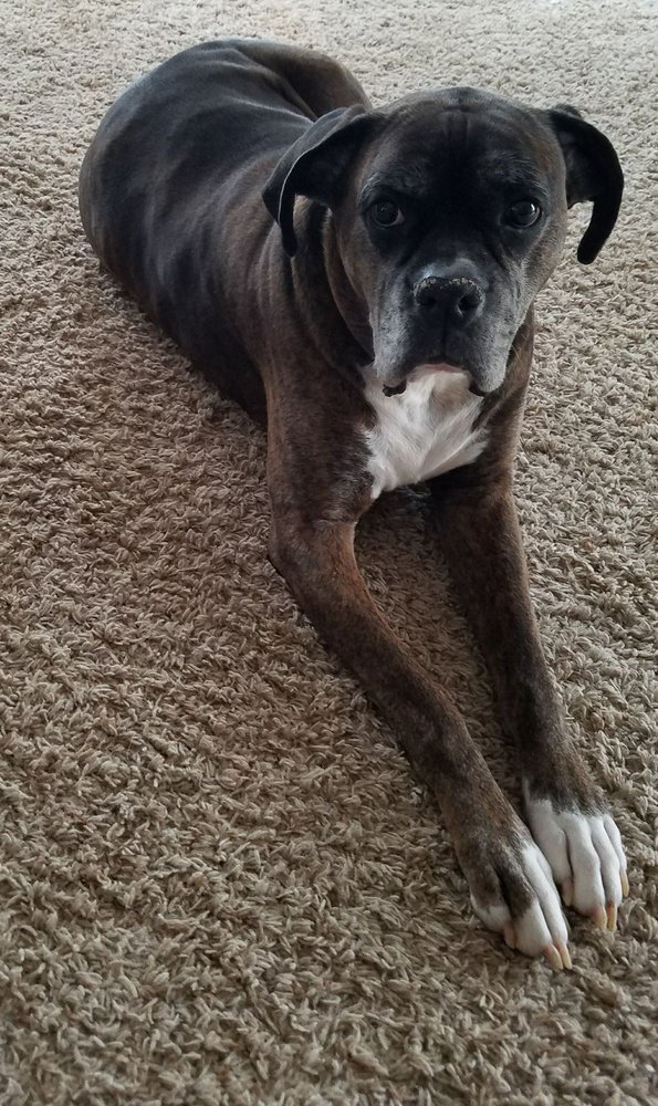 MONTEVALLO DOGHOUSE Updated October 2024 613 County Rd 774