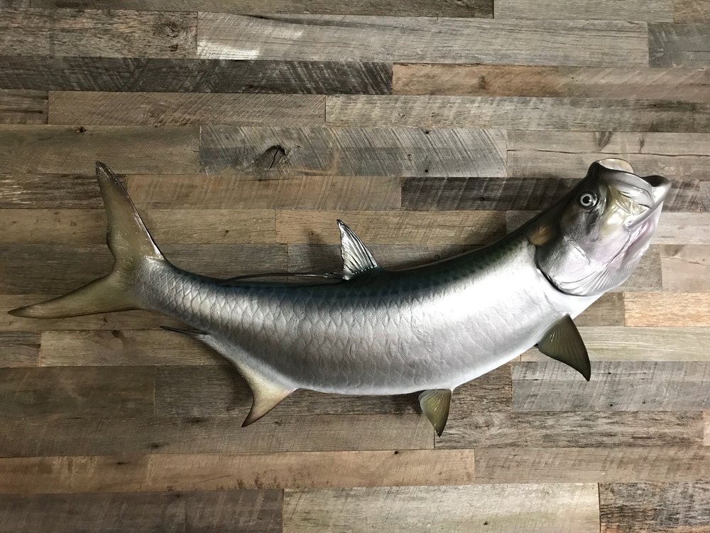 Mad Tarpon Taxidermy - taxidermy in Tarpon Springs, FL