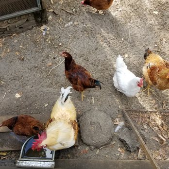 Earth N Us Farm - The chickens were so friendly! - Community Service/Non-Profit Near Me - Miami, Florida Earth N Us Farm - The chickens were so friendly! - Community Service/Non-Profit Near Me - Miami, Florida