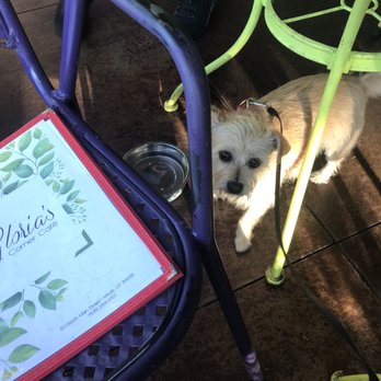 Gloria’s - Otie and her complimentary bowl of water! - Juice Bars & Smoothies Near Me - Moab, Utah Gloria’s - Otie and her complimentary bowl of water! - Juice Bars & Smoothies Near Me - Moab, Utah