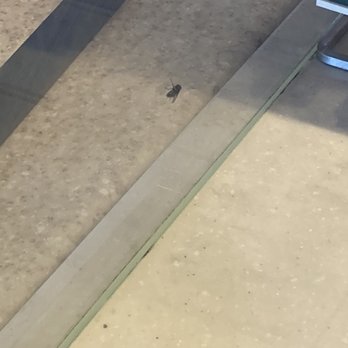 Starbucks - If you look on glass you'll see the fly bottom left - Coffee & Tea Near Me - McDonough, Georgia Starbucks - If you look on glass you'll see the fly bottom left - Coffee & Tea Near Me - McDonough, Georgia