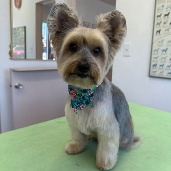 Molly Grooms Dogs - Pet Groomers Near Me - Orange, California Molly Grooms Dogs - Pet Groomers Near Me - Orange, California