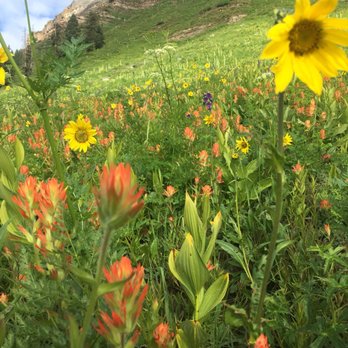 Engineer Mountain Trail - Hiking Near Me - Durango, Colorado