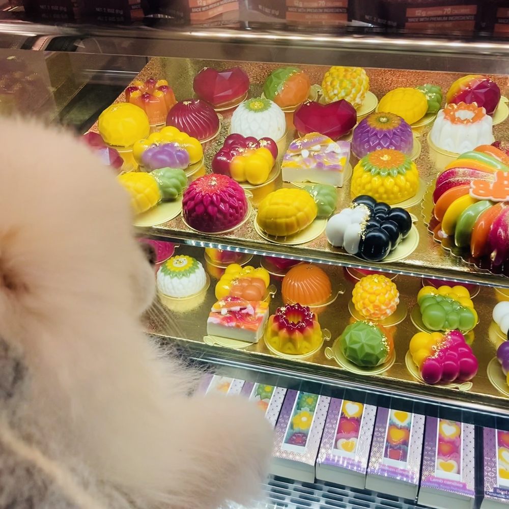 Mishka - Picking his cake - Pet Stores Near Me - San Francisco, California Mishka - Picking his cake - Pet Stores Near Me - San Francisco, California