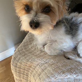 Purely Paws - Uneven - Pet Groomers Near Me - La Grange, Illinois