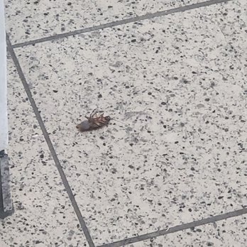 Moreno Valley Mall - Dead bugs - Shopping Centers Near Me - Moreno Valley, California
