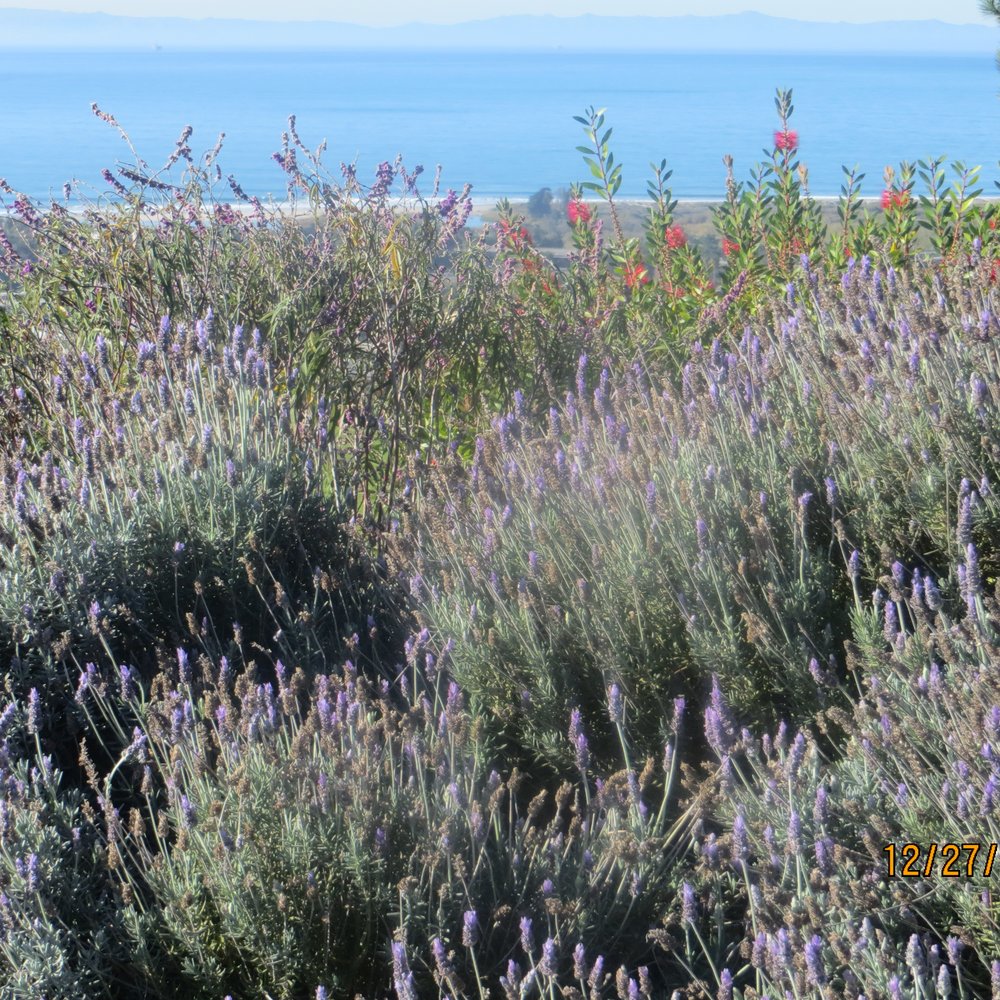 Grant Park - Parks Near Me - San Buenaventura, California Grant Park - Parks Near Me - San Buenaventura, California