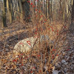 Edison Woods MetroPark