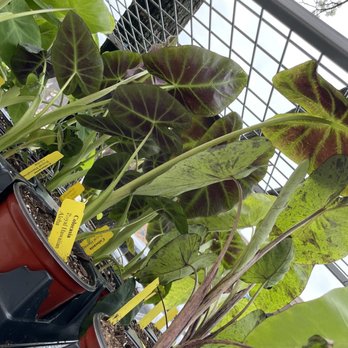 Primrose Chicago - Newly arrived Colocasias outdoors! - Potted Caladium plants with large, colorful leaves are arranged outdoors, with a metal fence and tree trunk visible in the background. - Florists Near Me - Chicago, Illinois