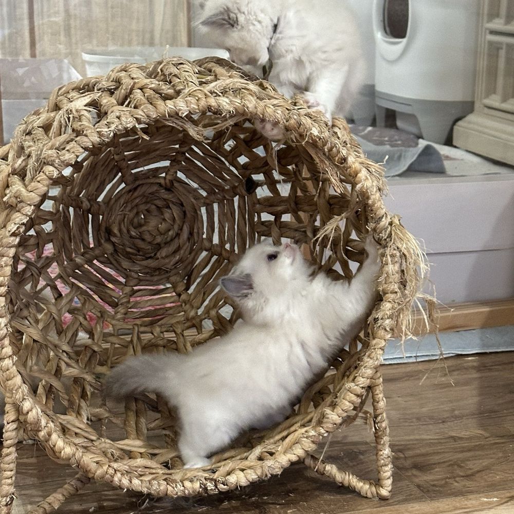 Kitten Cuddle Corner - Kittens playing at Cuddle Corner - Pet Breeders Near Me Kitten Cuddle Corner - Kittens playing at Cuddle Corner - Pet Breeders Near Me