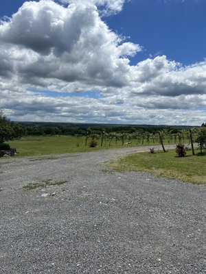 Hunt Country Vineyards by null