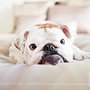 Photo of Chase & Snap Pet Photography