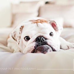 Chase & Snap Pet Photography - Lunetta