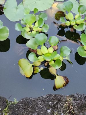 Orchid Tree Bed & Breakfast by null