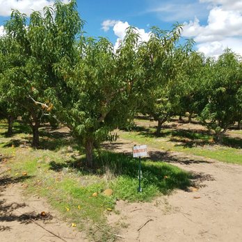 Apple Annie's Orchard - Farmers Market Near Me - Willcox, Arizona