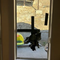 University Glass - Ladies, do not try and kill a fly on the window
