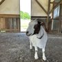 Photo of Carolina Sunshine Alpaca Farm
