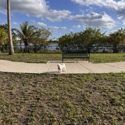 Bark Park