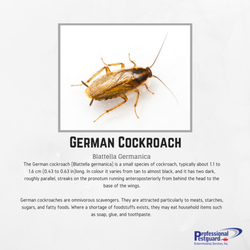 Professional Pestguard Exterminating Services