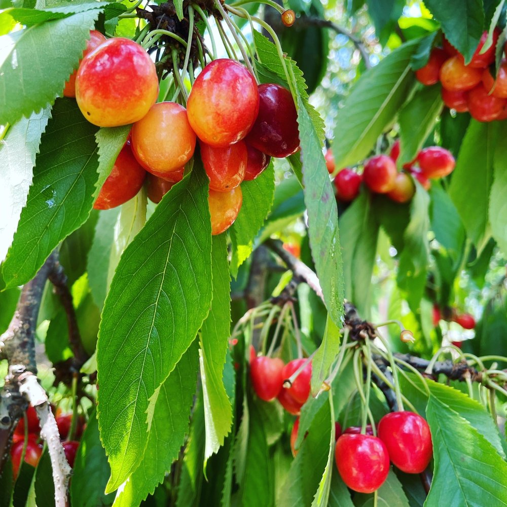 Gulick's Orchard - Cherry picking time! - Local Flavor Near Me - Bangor, Pennsylvania Gulick's Orchard - Cherry picking time! - Local Flavor Near Me - Bangor, Pennsylvania