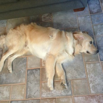 purrfectly pampered paws