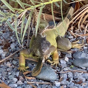 Beachside Resort & Residences - Iguanas poolside - Hotels Near Me - Key West, Florida Beachside Resort & Residences - Iguanas poolside - Hotels Near Me - Key West, Florida