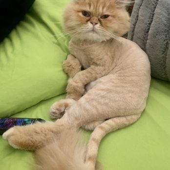 Animal Artistry - Kickapu happy with his lion cut from Animal Artistry - Pet Sitting Near Me - Glenview, Illinois Animal Artistry - Kickapu happy with his lion cut from Animal Artistry - Pet Sitting Near Me - Glenview, Illinois