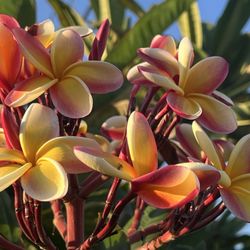 South Coast Plumeria Society