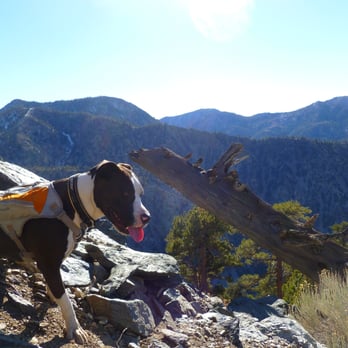 Mt Baldy via Register Ridge - The Register Ridge Trail is steep... but Sammy keeps going! - Hiking Near Me - Mount Baldy, California Mt Baldy via Register Ridge - The Register Ridge Trail is steep... but Sammy keeps going! - Hiking Near Me - Mount Baldy, California