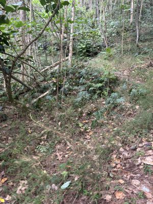 Hauʻula Loop Trail by null