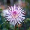 Dahlia Dell at Golden Gate Park gift card
