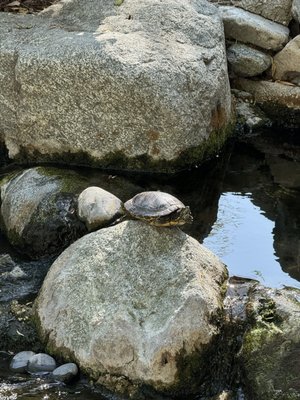 Japanese Garden by null