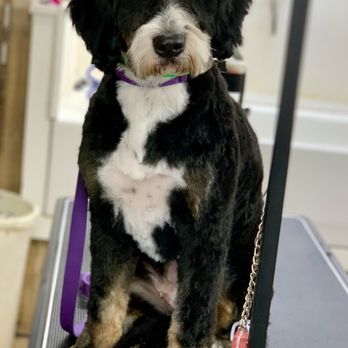 Jessie's Pet Grooming - Pet Groomers Near Me - Dundee, New York Jessie's Pet Grooming - Pet Groomers Near Me - Dundee, New York