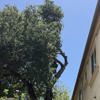Will's Tree Care - Cleared oak tree from roofline - Tree Services Near Me Will's Tree Care - Cleared oak tree from roofline - Tree Services Near Me