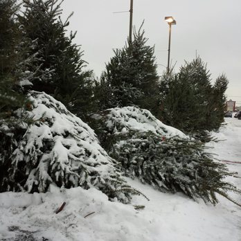 Grandpa Vern's ChristmasTrees - So big they get blown down, 10 footers - Tree Services Near Me - Milwaukee, Wisconsin Grandpa Vern's ChristmasTrees - So big they get blown down, 10 footers - Tree Services Near Me - Milwaukee, Wisconsin