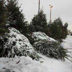 Grandpa Vern's ChristmasTrees - So big they get blown down, 10 footers