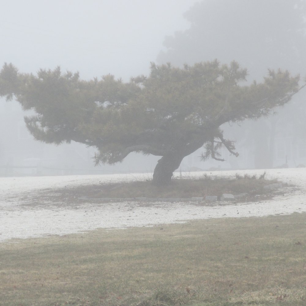 Veteran's Beach - Weird looking tree. - Beaches Near Me - Barnstable, Massachusetts