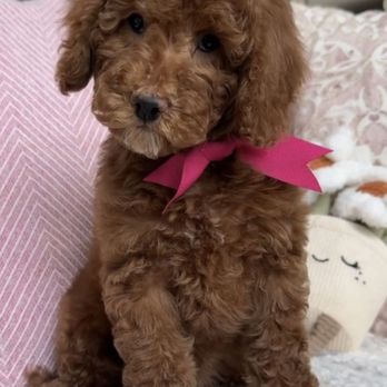 Bella Mini Doodles - Picture on Bellaminidoodles.com Goldendoodles I purchased - Pet Breeders Near Me