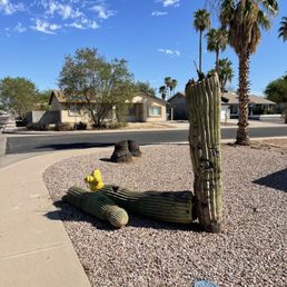 Saguaro that died due to extreme heat and had to be removed.