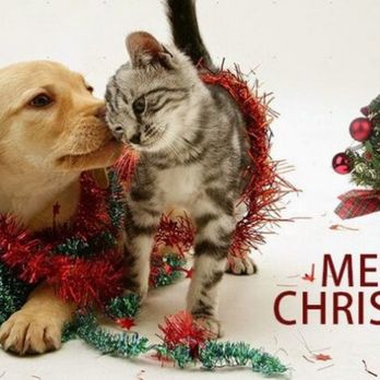 Royal Veterinary Care - Merry Christmas - Veterinarians Near Me - Naples, Florida Royal Veterinary Care - Merry Christmas - Veterinarians Near Me - Naples, Florida