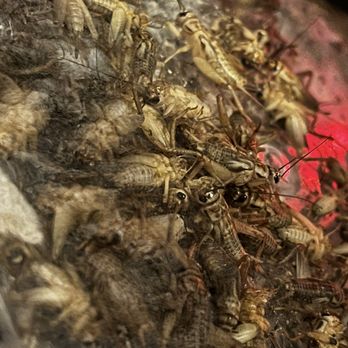 Petco - There are a few walking over the dead ones. - Pet Stores Near Me - Reno, Nevada Petco - There are a few walking over the dead ones. - Pet Stores Near Me - Reno, Nevada