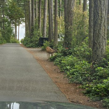Washington Park - Deer - Parks Near Me - Anacortes, Washington