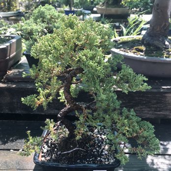 Yamaguchi Bonsai Nursery - Nurseries & Gardening Near Me - Los Angeles, California Yamaguchi Bonsai Nursery - Nurseries & Gardening Near Me - Los Angeles, California