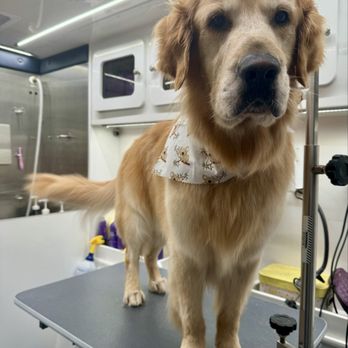 Sunshine’s Groovy Groomz - Leo! - Pet Groomers Near Me Sunshine’s Groovy Groomz - Leo! - Pet Groomers Near Me