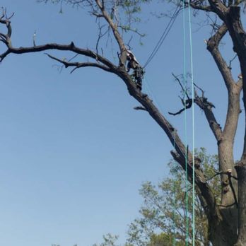 Johnson Tree Service - Tree Services Near Me Johnson Tree Service - Tree Services Near Me
